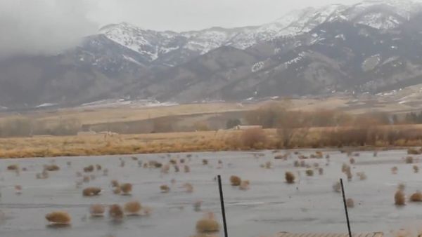 Thousands of Tumbleweeds. - Sputnik International
