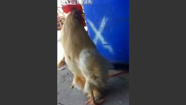Rooster walking upright - Sputnik International
