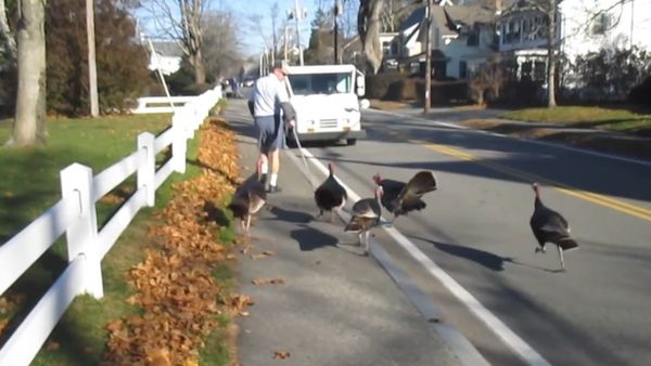 Turkeys Attack Falmouth mailman Every day. - Sputnik International
