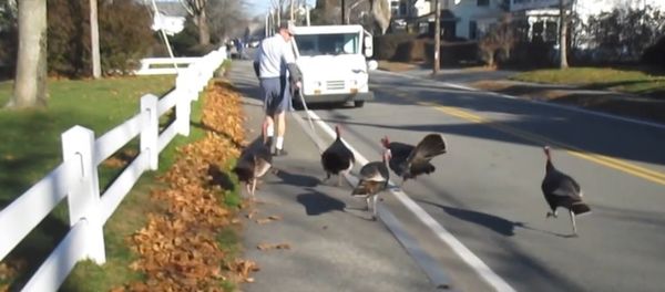 Turkeys Attack Falmouth mailman Every day. - Sputnik International