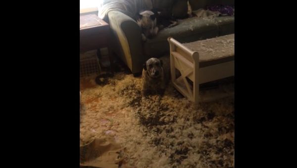 Dogs Vs. feather filled pillow - Sputnik International