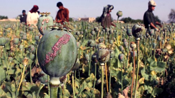 In this photograph taken on April 27, 2015, Afghan farmers harvest opium sap from a poppy field in Panjwai District of Kandahar province In this photograph taken on April 27, 2015, Afghan farmers harvest opium sap from a poppy field in Panjwai District of Kandahar province - Sputnik International