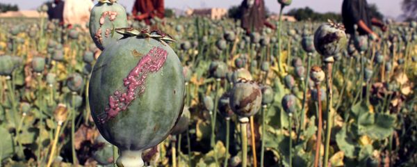 In this photograph taken on April 27, 2015, Afghan farmers harvest opium sap from a poppy field in Panjwai District of Kandahar province In this photograph taken on April 27, 2015, Afghan farmers harvest opium sap from a poppy field in Panjwai District of Kandahar province - Sputnik International