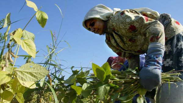 An Iranian woman reaps beans crops at a farm near the town of Gorgan in the southwest of Golestan province, 397 kms from Tehran, 30 October 2004 An Iranian woman reaps beans crops at a farm near the town of Gorgan in the southwest of Golestan province, 397 kms from Tehran, 30 October 2004 - Sputnik International
