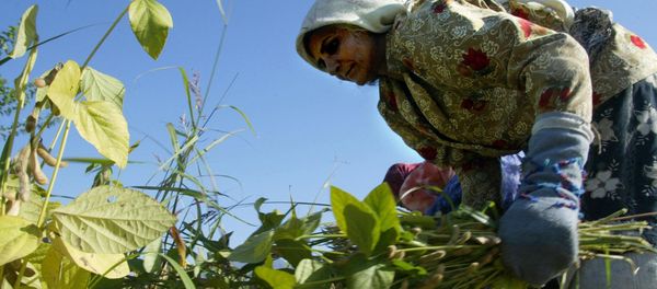 An Iranian woman reaps beans crops at a farm near the town of Gorgan in the southwest of Golestan province, 397 kms from Tehran, 30 October 2004 An Iranian woman reaps beans crops at a farm near the town of Gorgan in the southwest of Golestan province, 397 kms from Tehran, 30 October 2004 - Sputnik International