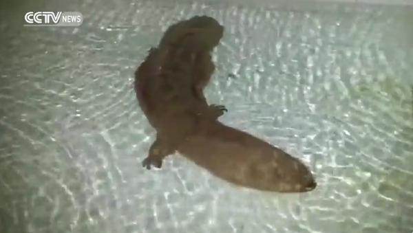 200-year-old Giant salamander found alive in China - Sputnik International
