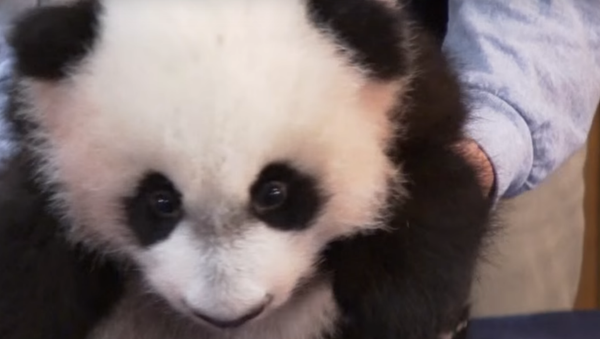 DC Panda Makes His Media Debut - Sputnik International