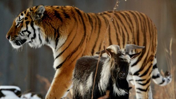Amur, a Siberian tiger, and a goat called Timur are seen here in an enclosure at the Primorye Safari Park Amur, a Siberian tiger, and a goat called Timur are seen here in an enclosure at the Primorye Safari Park - Sputnik International