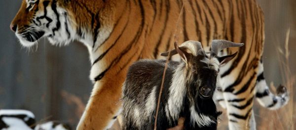 Amur, a Siberian tiger, and a goat called Timur are seen here in an enclosure at the Primorye Safari Park Amur, a Siberian tiger, and a goat called Timur are seen here in an enclosure at the Primorye Safari Park - Sputnik International
