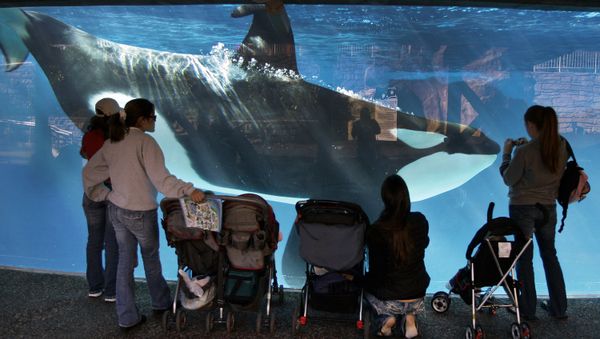 Outlawing Captive Orcas. - Sputnik International
