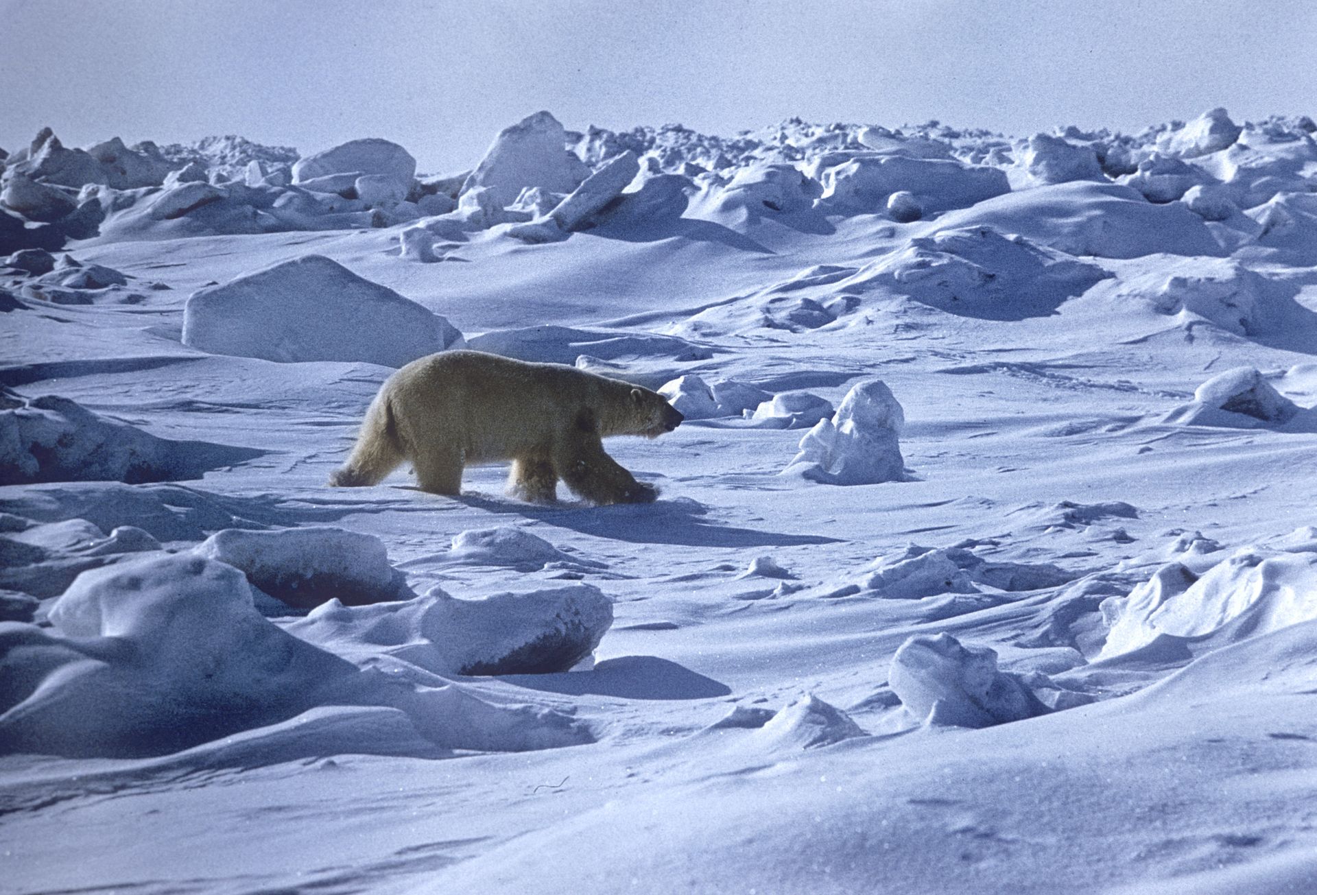 Blinken: Climate Change Has Created Potential ‘New Theatre of Conflict’ Between US, Russia in Arctic - Sputnik International, 1920, 20.04.2021