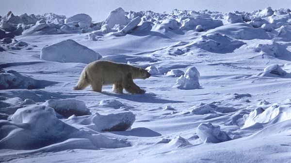 A polar bear. Wrangel Island State Nature Reserve - Sputnik International