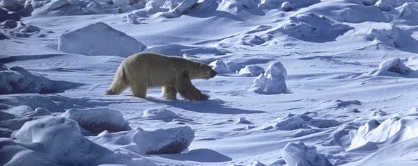 A polar bear - Sputnik International