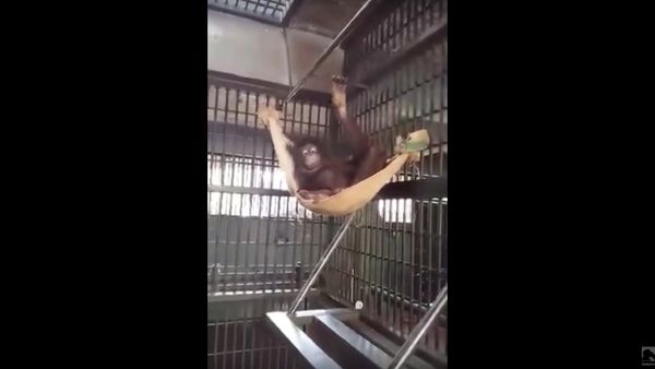 Orangutan builds a hammock - Sputnik International