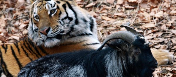Siberian tiger named Amur and goat Timur in an enclosure at Safari Park in the Primorye Territory. Although tigers feed on live prey in the park all year round, tiger Amur did not eat goat Timur - Sputnik International