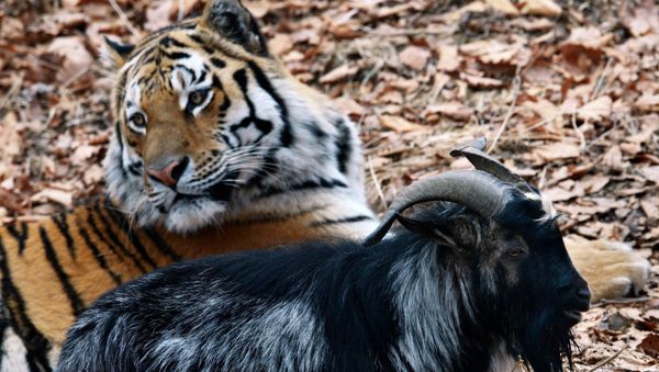 Friendship between goat Timur and tiger Amur at Safari Park in Primorye Territory - Sputnik International