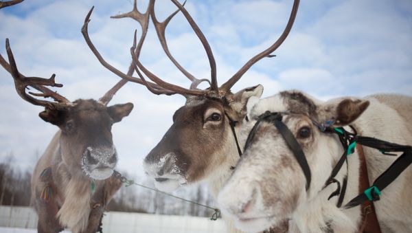Grinch Does it Again: Father Frost’s Little Helper Hijacked - Sputnik International