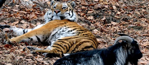 Friendship between goat Timur and tiger Amur at Safari Park in Primorye Territory Friendship between goat Timur and tiger Amur at Safari Park in Primorye Territory - Sputnik International