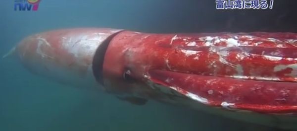 Giant squid off the coast of Japan. Giant squid off the coast of Japan. - Sputnik International