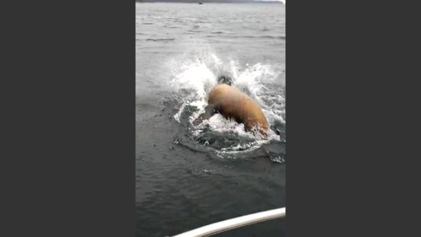 Chinook salmon stolen by seal - Sputnik International