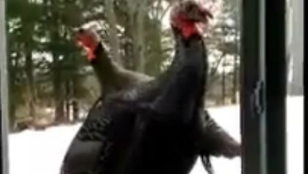 Wild Turkeys Knock on the Window - Sputnik International