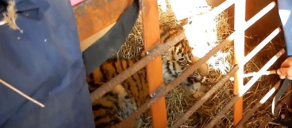 Russia: Rare Amur tiger cub rescued in Primorsky Krai province - Sputnik International
