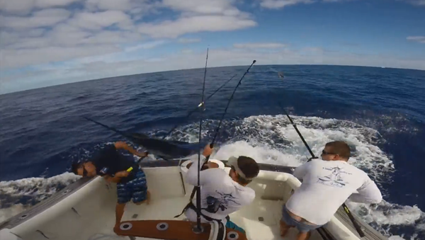 Huge marlin nearly impales fisherman - Sputnik International