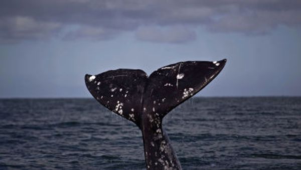 The tail of a gray whale  - Sputnik International