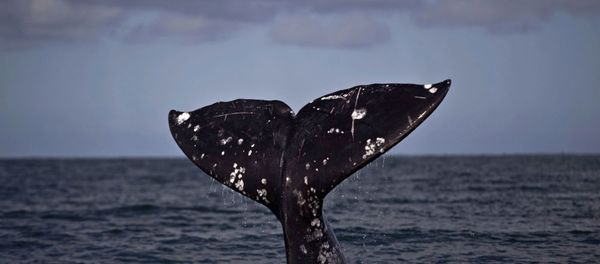 The tail of a gray whale The tail of a gray whale - Sputnik International