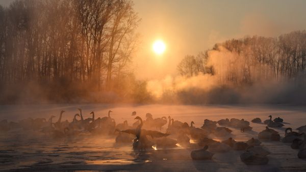 Swans on unfrozen Lake Svetloe in the state nature reserve Lebediny, Altai Territory - Sputnik International