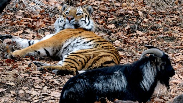 Friendship between goat Timur and tiger Amur at Safari Park in Primorye Territory - Sputnik International