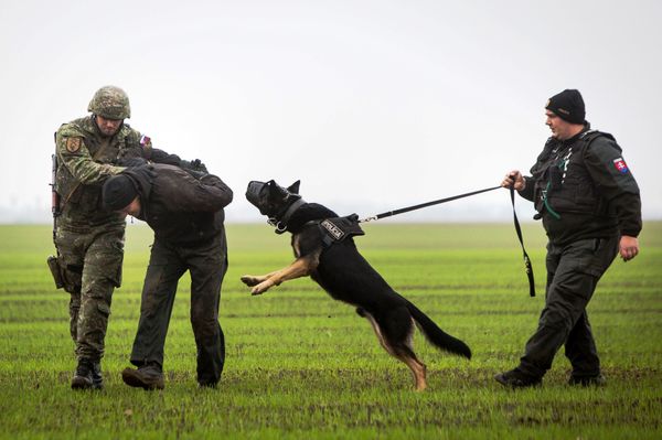 A Slovak soldier (L) and a Slovak policeman (R) with a dog detain a man playing the role of an illegal migrant during a joint exercise of Slovak police and Slovak Army. A Slovak soldier (L) and a Slovak policeman (R) with a dog detain a man playing the role of an illegal migrant during a joint exercise of Slovak police and Slovak Army. - Sputnik International