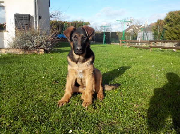 Dobrynya K-9 puppy - Sputnik International