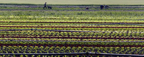 Vegetable farmers work in a field of salads in Feldmoching near Munich, southern Germany. (File) Vegetable farmers work in a field of salads in Feldmoching near Munich, southern Germany. (File) - Sputnik International