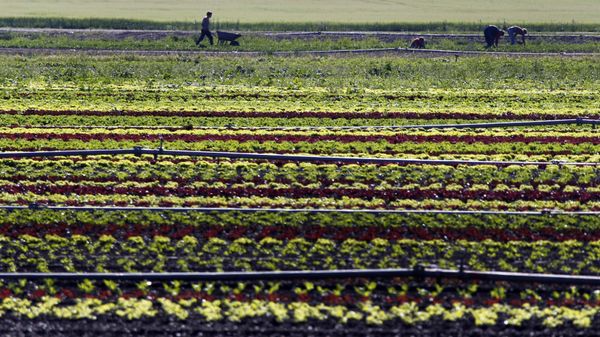 Vegetable farmers work in a field of salads in Feldmoching near Munich, southern Germany. (File) Vegetable farmers work in a field of salads in Feldmoching near Munich, southern Germany. (File) - Sputnik International