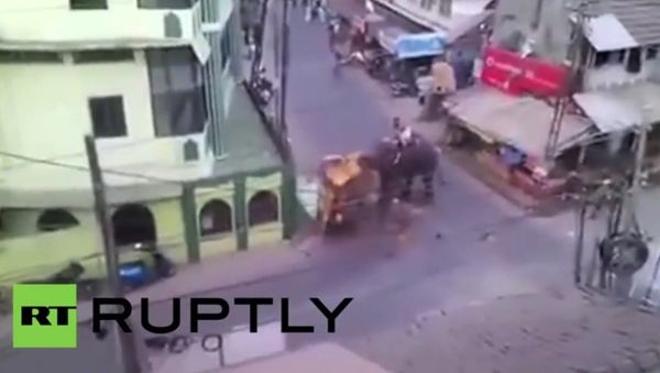 Elephant rampages through Indian town - Sputnik International