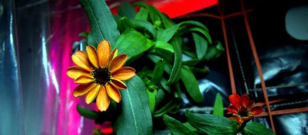 Space Flower - Sputnik International