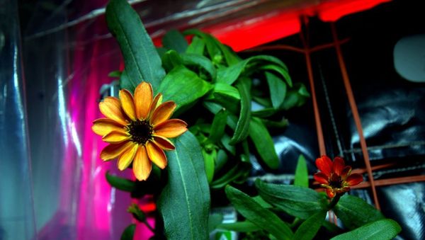 Space Flower - Sputnik International