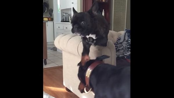 Epic mid-air dog collision captured in slow motion - Sputnik International
