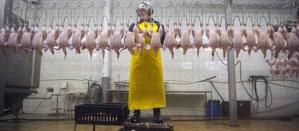 Birds butcher workshop at the poultry plant - Sputnik International