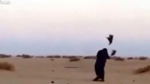 Impressive Bird strike - Sputnik International