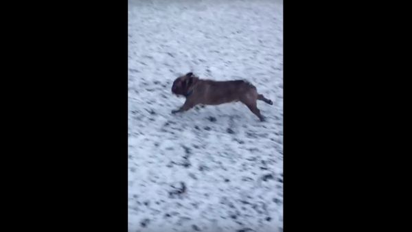 Bulldog snow slide - Sputnik International