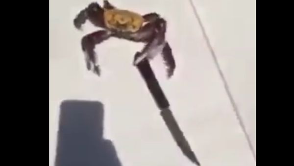 New Deadly Crab found in Brazil - Sputnik International