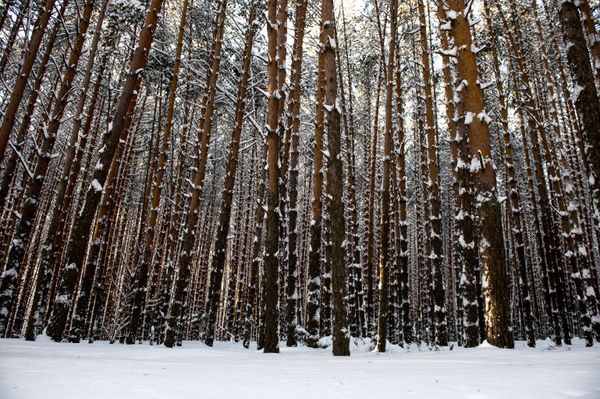 Frosty Snowscapes: Meet True Russian Winter in Siberia - Sputnik International