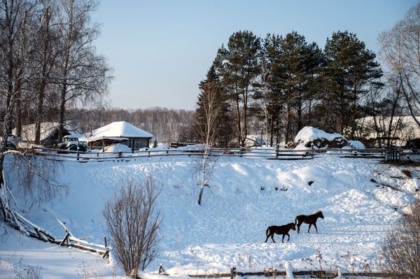 Frosty Snowscapes: Meet True Russian Winter in Siberia - Sputnik International