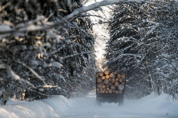 Frosty Snowscapes: Meet True Russian Winter in Siberia - Sputnik International