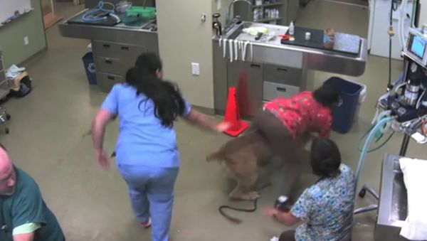 Dog at veterinary's office - Sputnik International