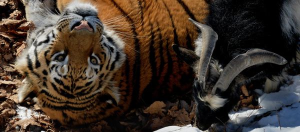 Amur the Tiger and Timur the Goat at the safari park in Russia's Primorsky Territory Amur the Tiger and Timur the Goat at the safari park in Russia's Primorsky Territory - Sputnik International