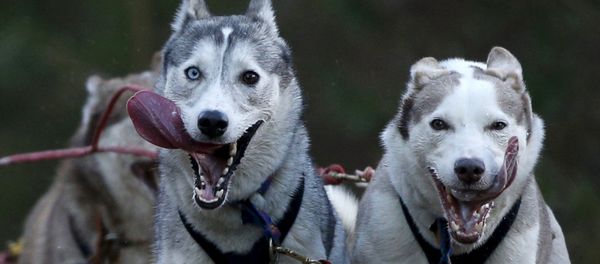 Siberian Huskies - Sputnik International