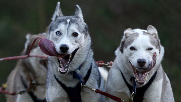 Siberian Huskies - Sputnik International